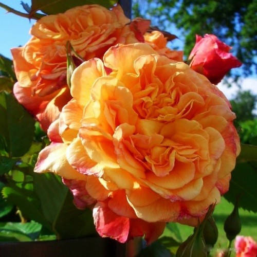

Роза Aloha (саженцы)