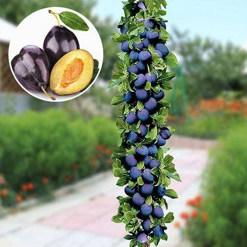 

Слива колоновидная Империал (среднего срока созревания)