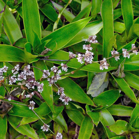 

Каллизия душистая (золотой ус), Callisia fragrans, Зелёный