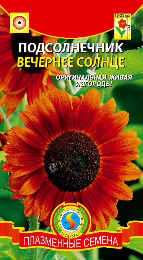 

Подсолнечник Вечернее солнце 12 шт (Плазменные семена)