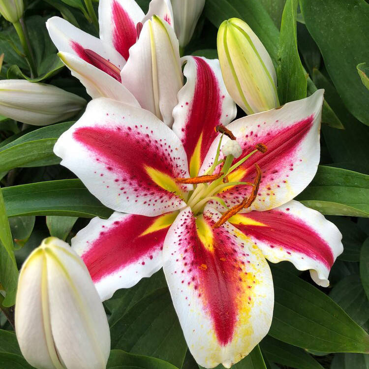 

Лилия Big Smile Луковицы