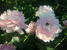 

Пион Reine Deluxe