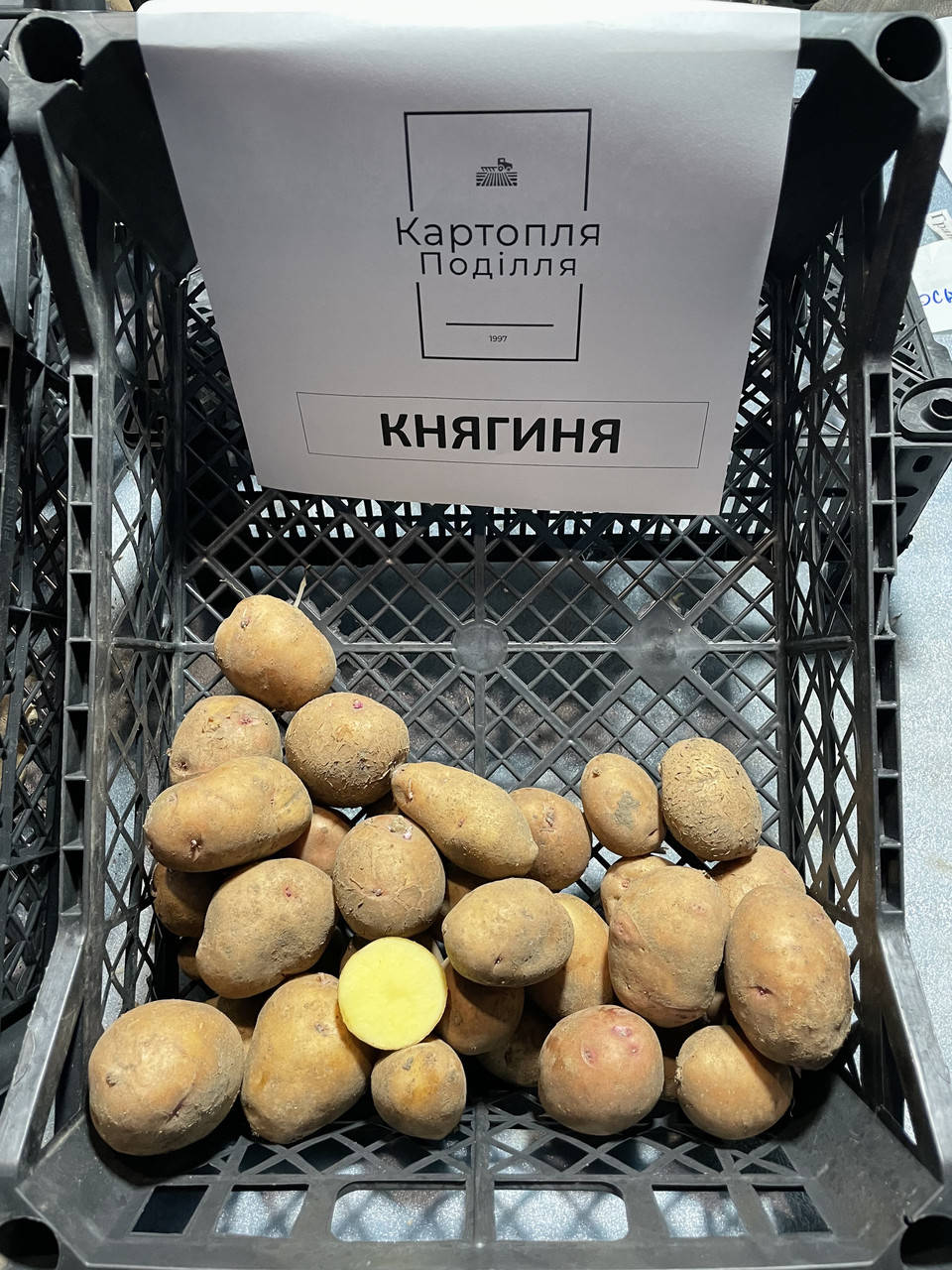 

Семенной картофель Княгиня, I-я репродукция