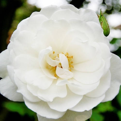 

Роза Climbing Iceberg (саженцы)