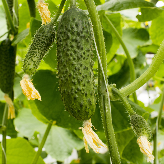 

Огурец Мадрилене (Madrilene) F1 1000 шт Seminis