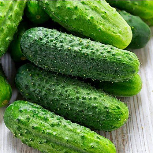 

Семена огурца Лион F1 от Soto seeds (100 семян)