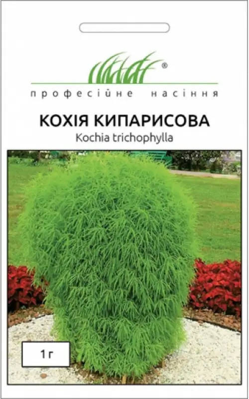 

Кохія Кипарисова 1гр Професійне насіння Нидерланды