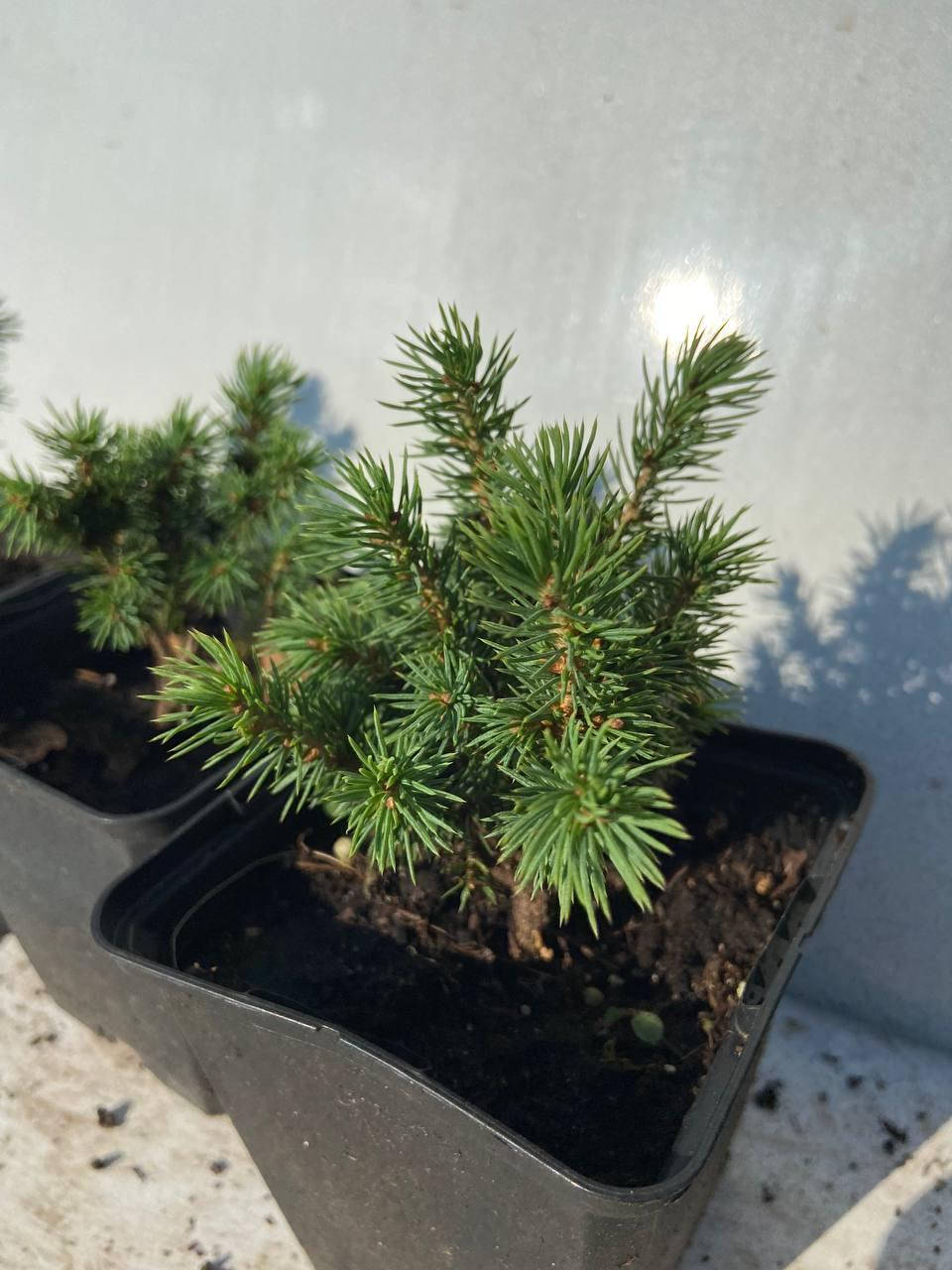 

Ель канадская Альберта Глоб (Picea glauca Alberta Globe) 9-10 см