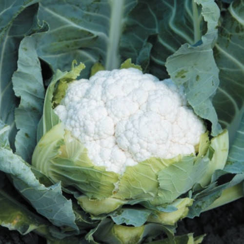 

Солистар F1 10 шт семена цветной капусты Syngenta Голландия