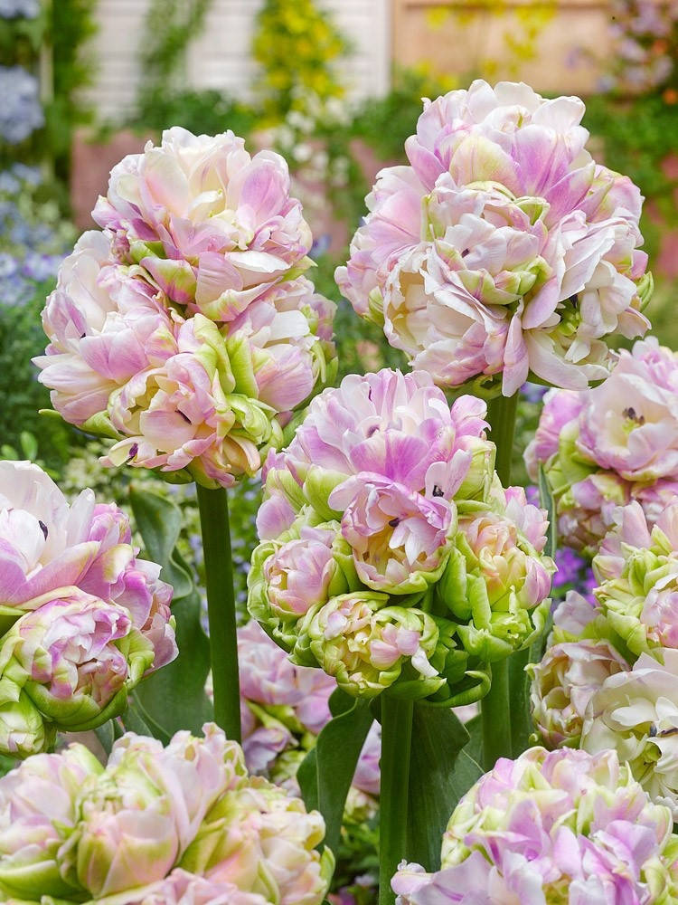 

Тюльпан Литтл Квинн (Little Queen Botanical), Сиреневый