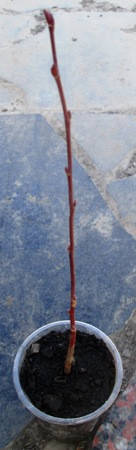 

Липа крупнолистная. Сеянцы в контейнерах Д5 или Окс по сезону.