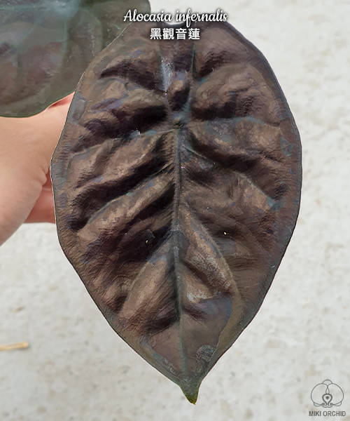 

Комнатные растения алоказия, Alocasia infernalis, размер горшка 2.5"дюйма
