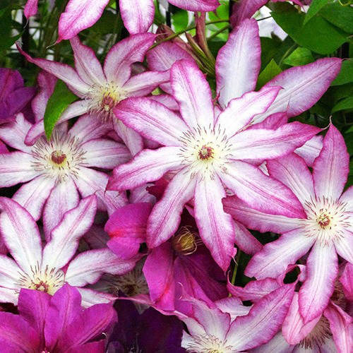 

Клематис Тай / С7,5 / h 80-100 / Clematis Tae