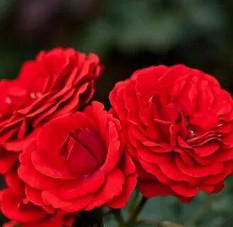 

Роза бордюрная "Кордула"