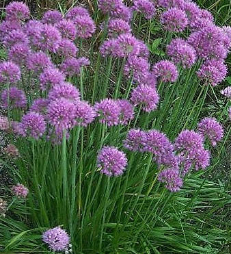 

Лук слизун семена 30 шт