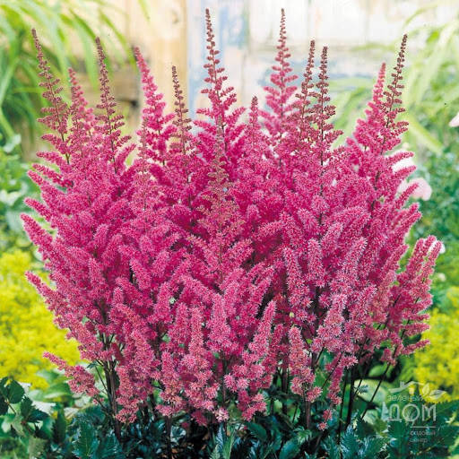 

Астильба Chinensis Superba, Astilbe chinensis Superba