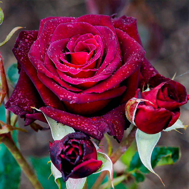 

Саженцы французской чайно-гибридной розы Black Baccara