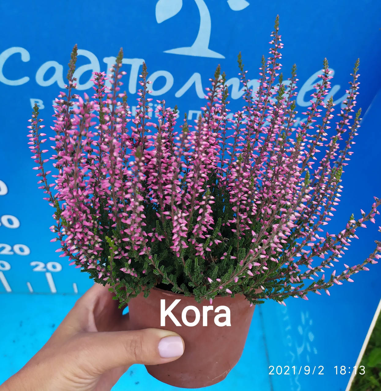 

Вереск обыкновенный Kora двухлетние