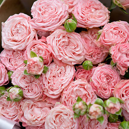 

Саженцы роз «Бомбастик» (флорибунда) ЗКС