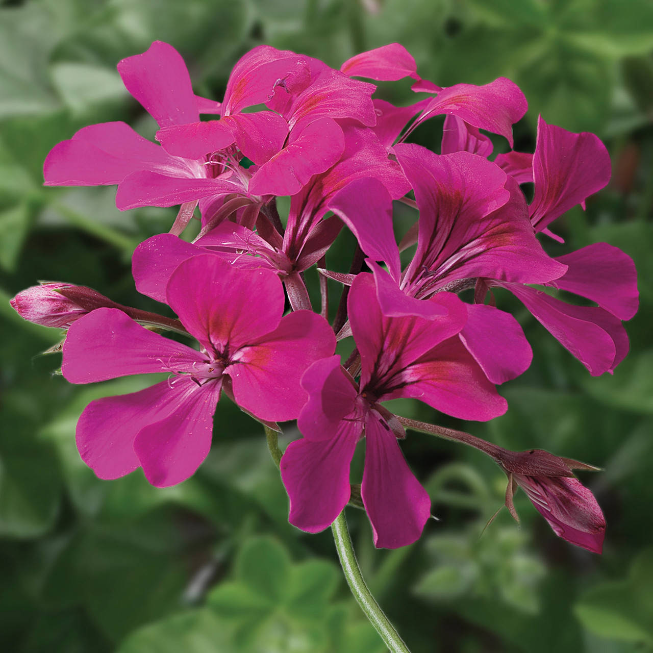 

Семена цветов Пеларгония плющелистная ампельная Фуксия ( Tornado® F1 Fuchsia 3 шт