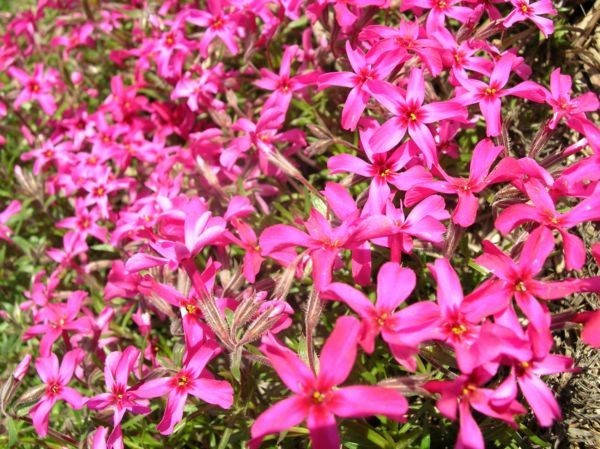 

Флокс шиловидный малиновый Р9