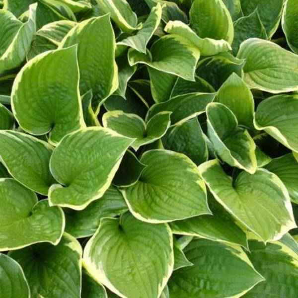 

Хоста "Fortunei Aureomarginatа",средняя, саженцы.