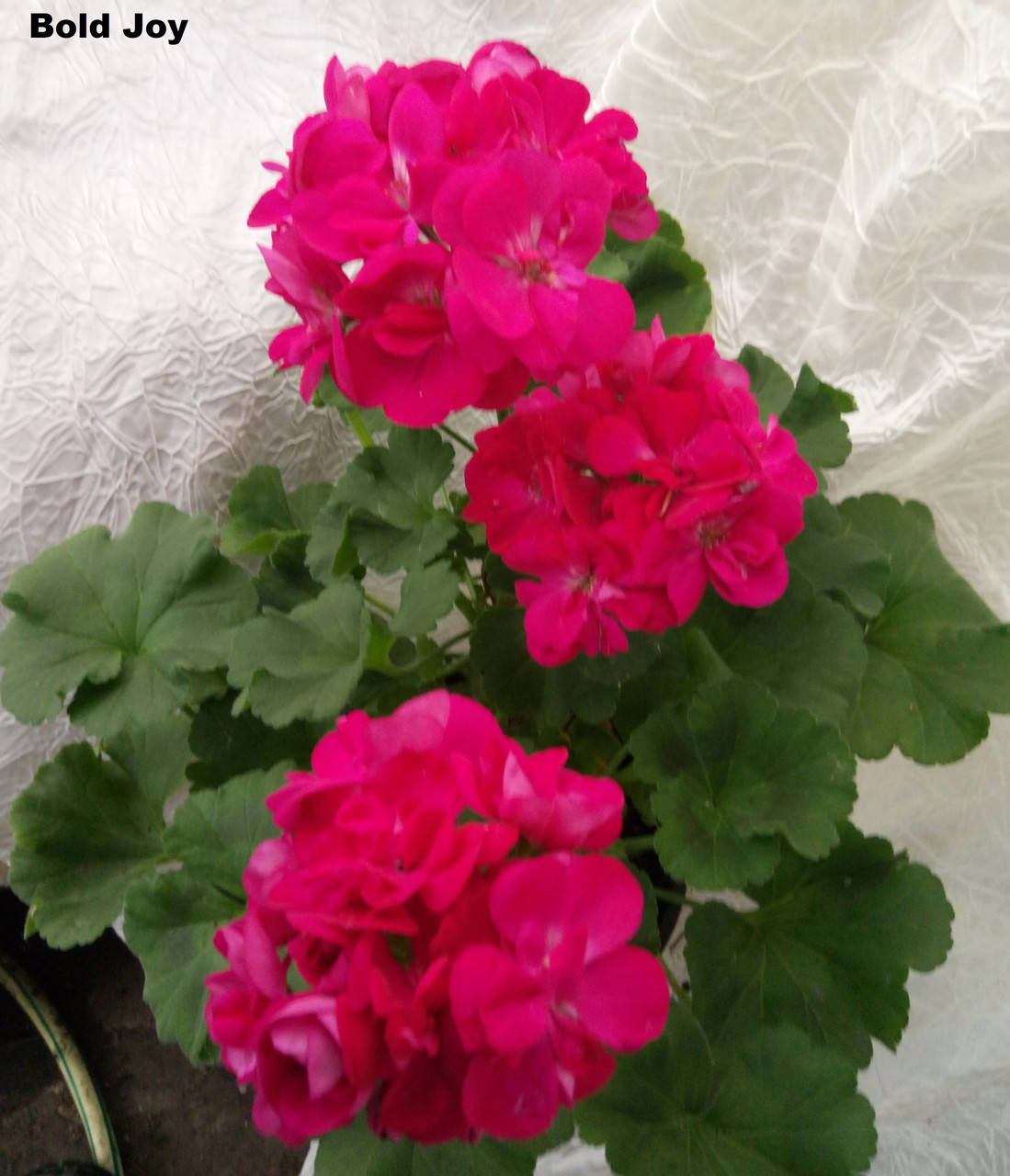 

Пеларгония зональная "Bold Joy" №140