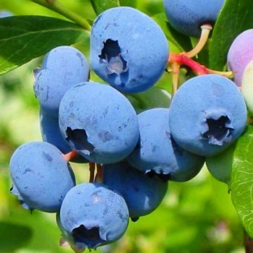 

Лохина високоросла Nelson 3 річна (ПІЗНІЙ СОРТ) Голубика высокорослая Нельсон / Vaccinium Nelson