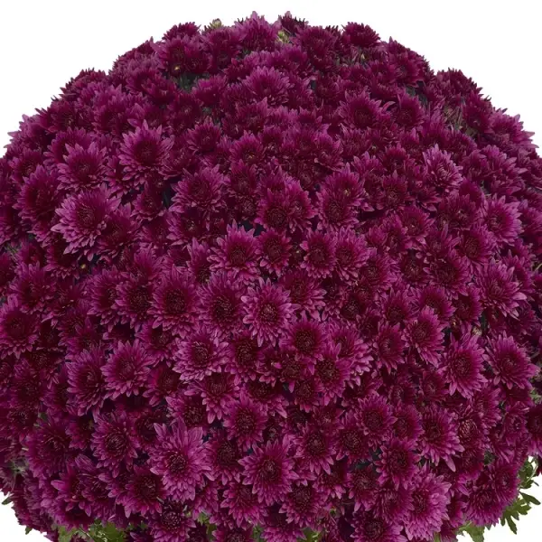 

Хризантема дрібноквіткова горшкова Sorini Mauve
