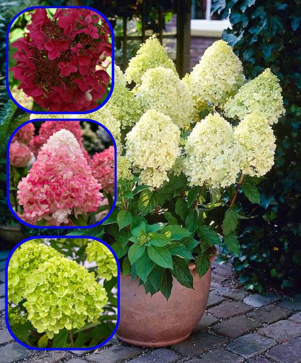 

Гортензия метельчатая Микс 5 саженцев ( саженцы 2 года ) Без указания сорта