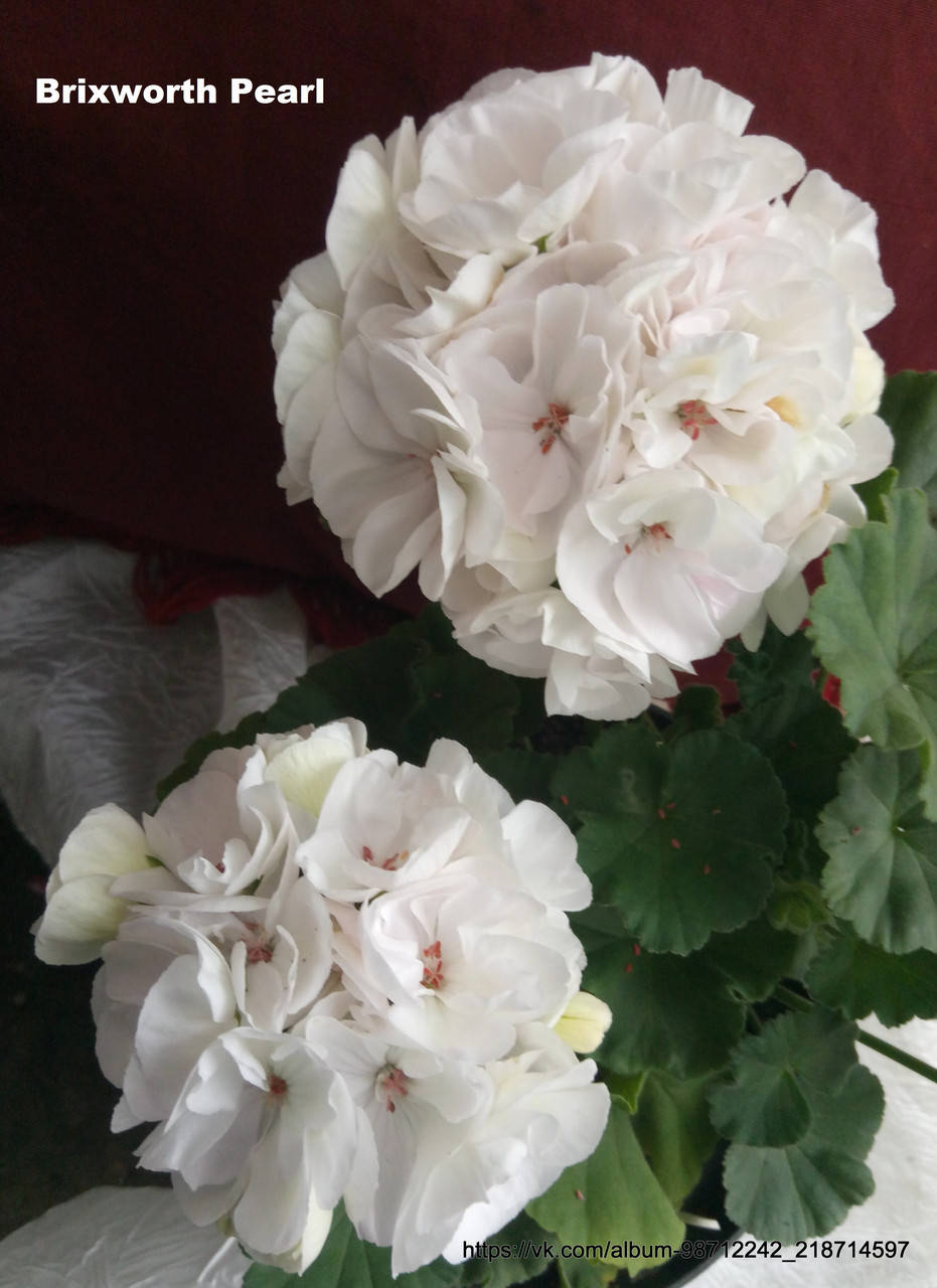 

Пеларгония зональная "Brixworth Pearl" №79