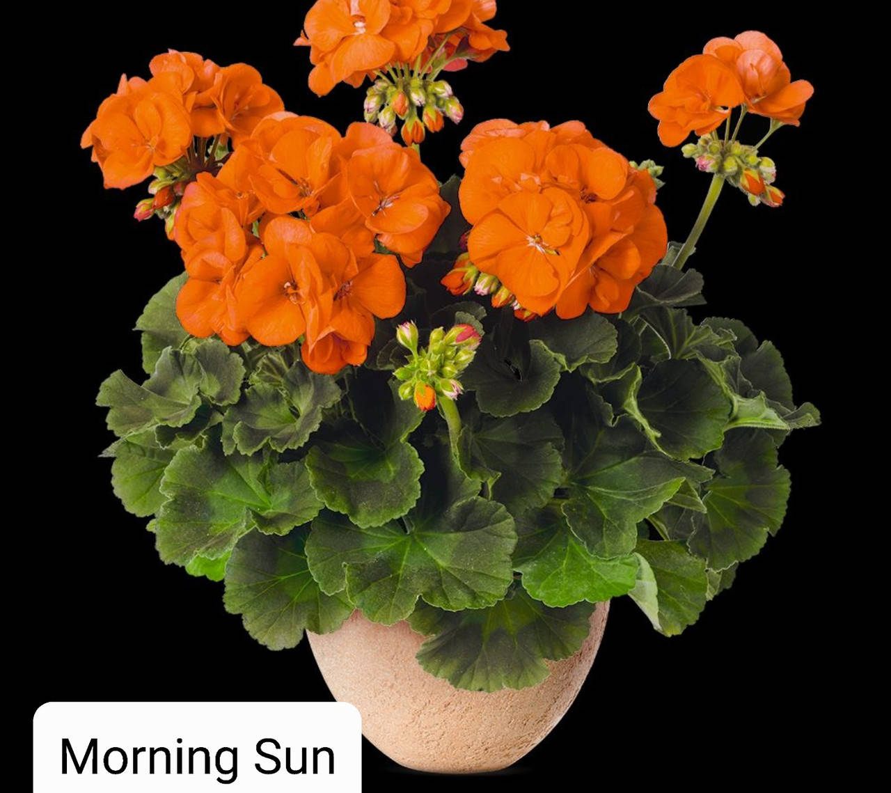 

Пеларгония 5 разньіх