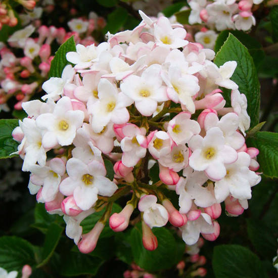 

Калина берквудская Анна Рассел / Viburnum Anne Russell / С3