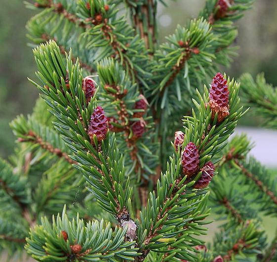 

Ялина сербська Оморіка 2 річна / Ялина сербська / Picea omorika