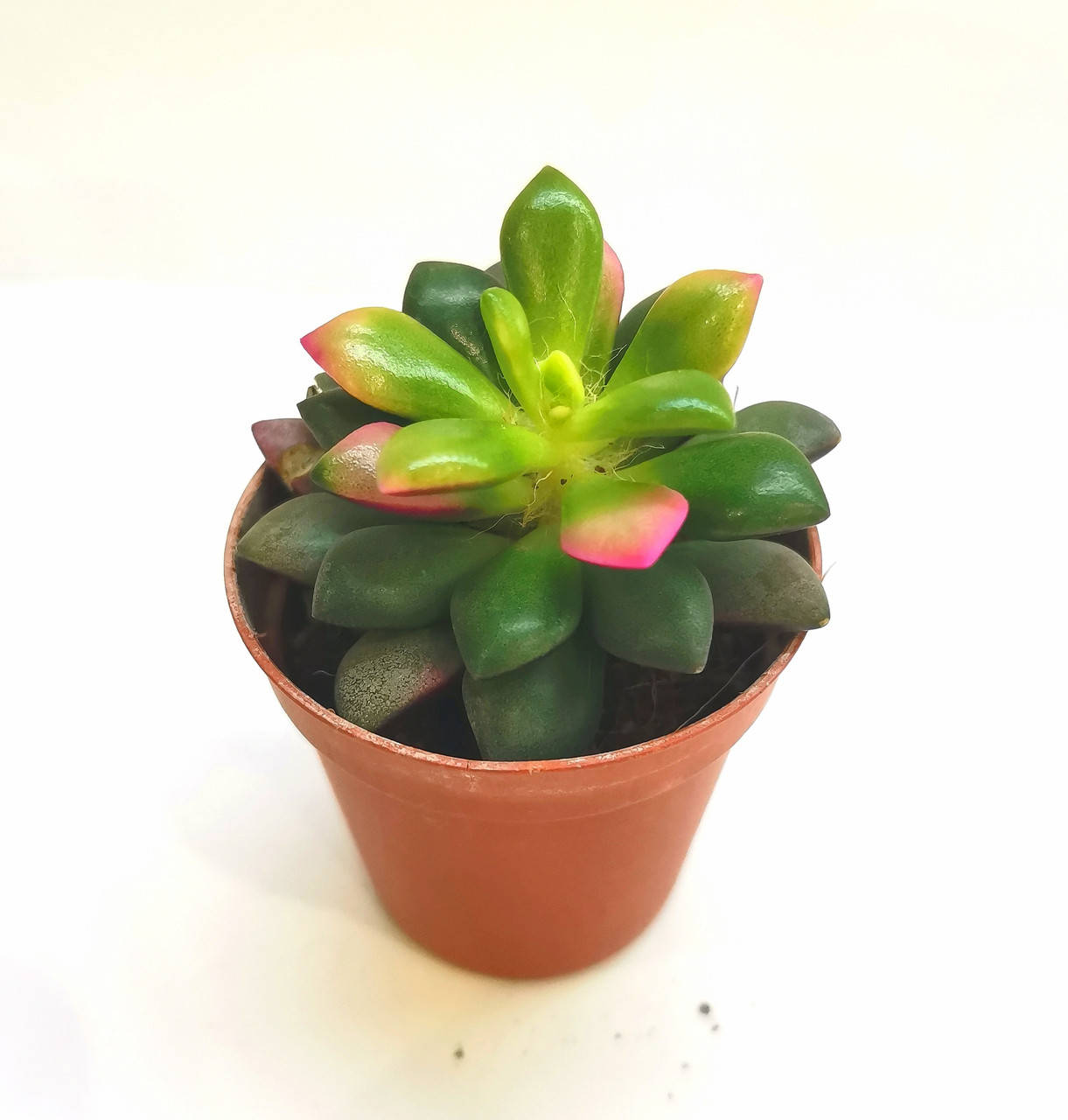 

Анакомпсерос Anacampseros sunrise Суккулент Комнатное растение