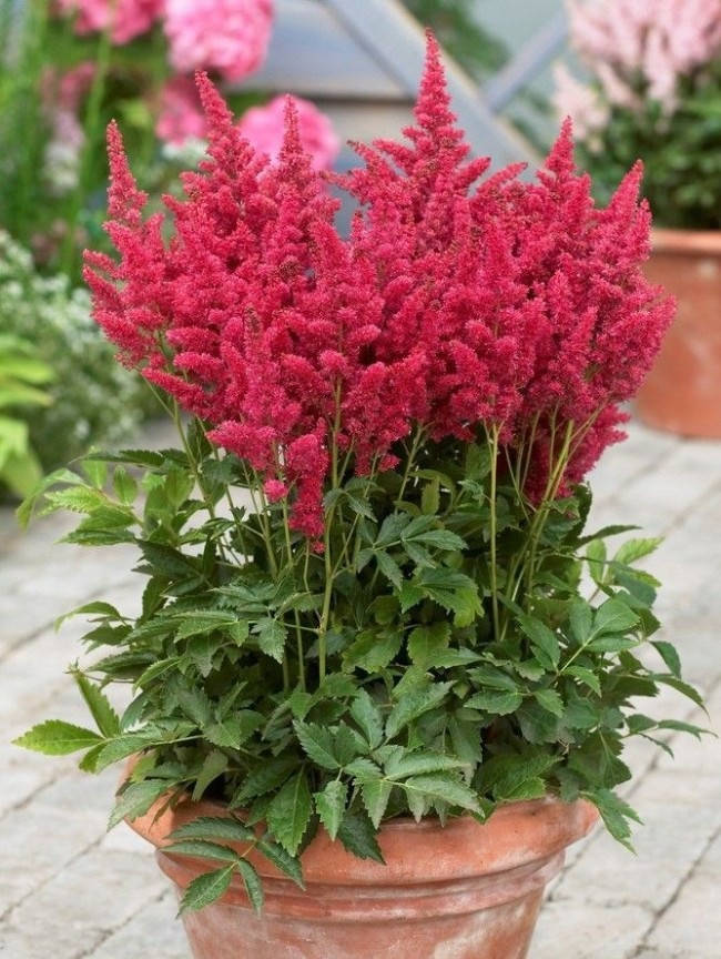 

Астильба " Монтгомери" \ Astibe Montgomery ( саженцы)