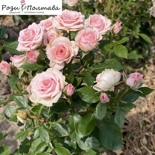 

Динара (Rosa spray 'Dinara')