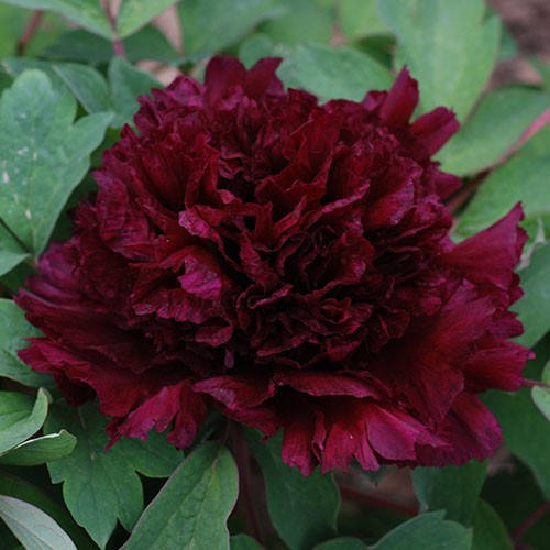 

Півонія Fragrant Champion Guan Qun Fang деревовидна (саджанці)