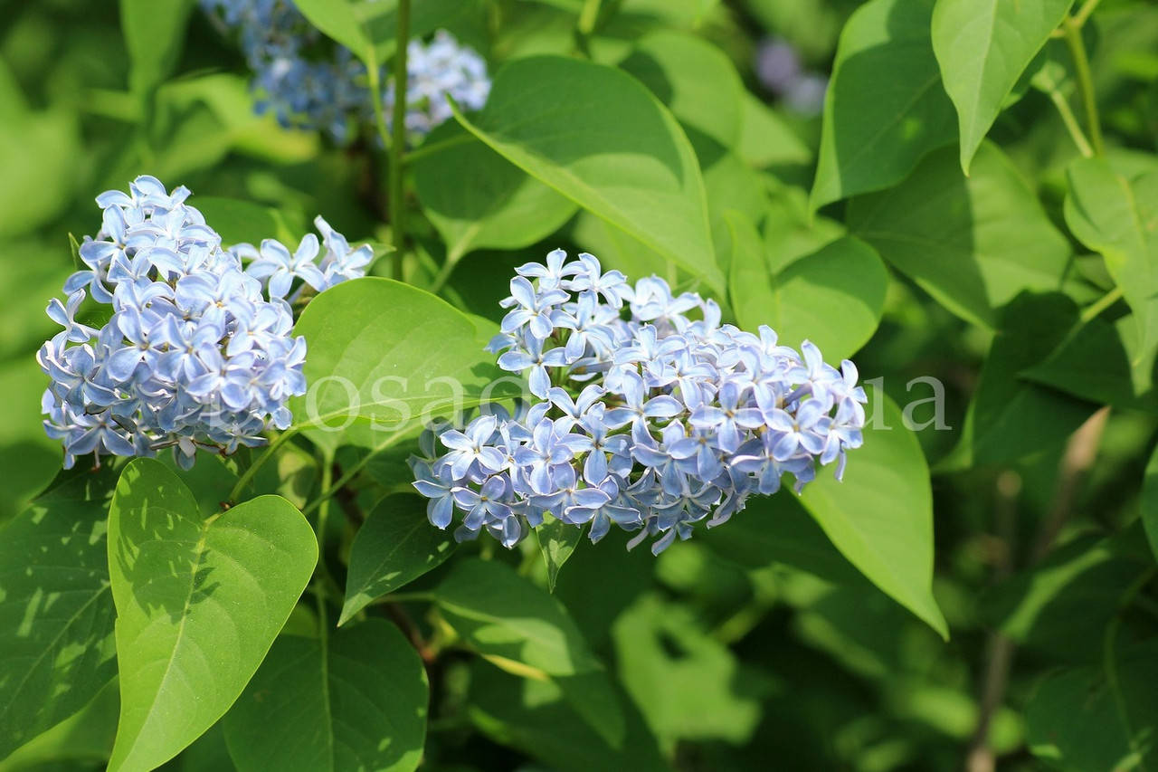 

Сирень Веджвуд Блу (Wedgewood Blue)