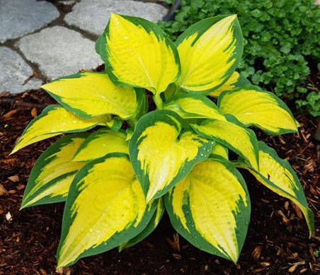 

Хоста Orange Marmalade