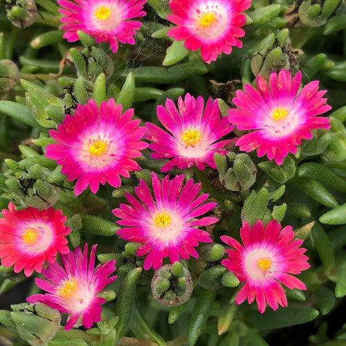 

Делосперма малиновая с глазком (закрытый корень)