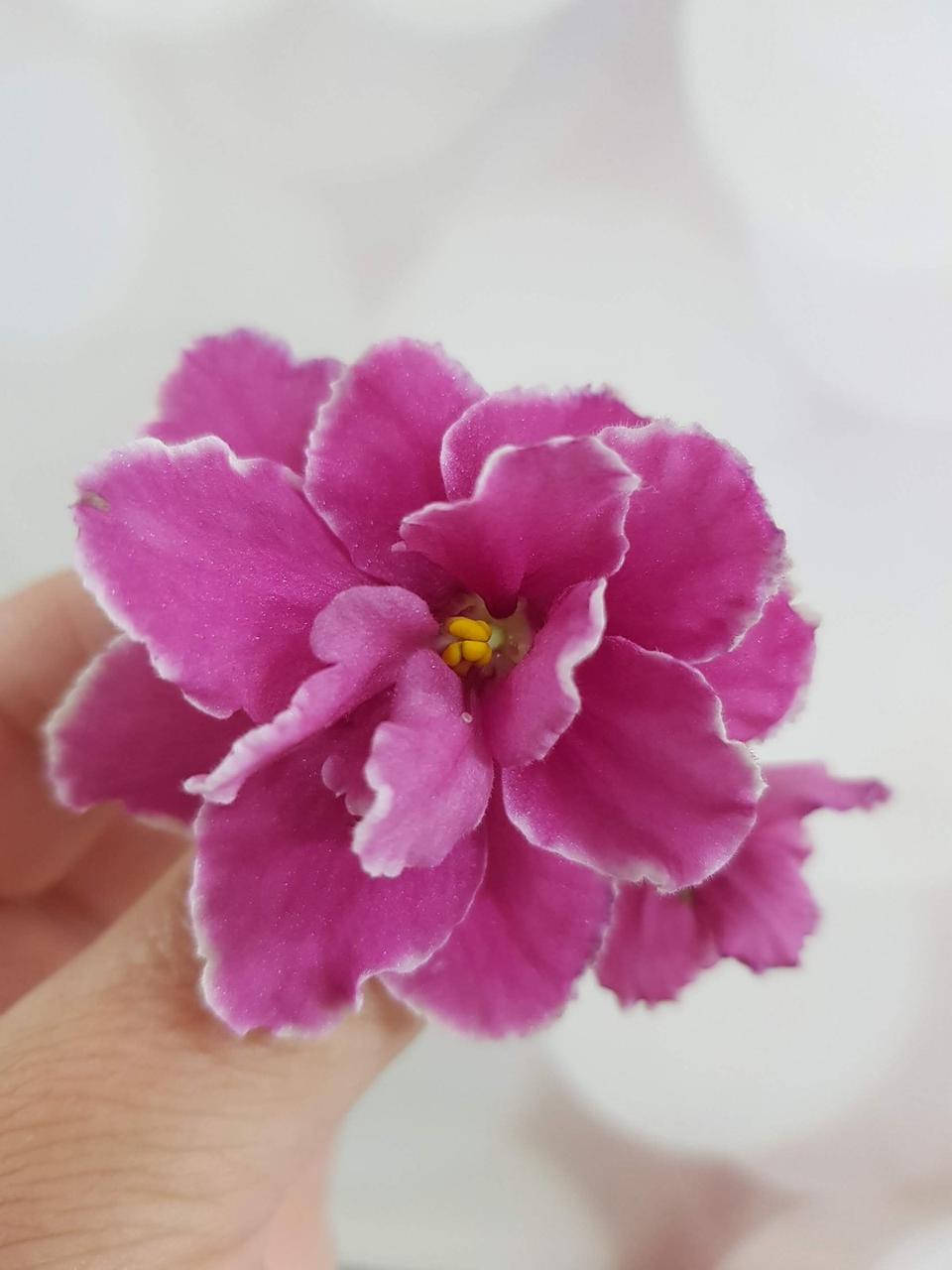 

ДжуС-Яночка детка, Розовый