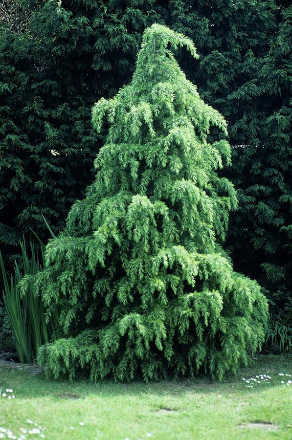 

Кедр гімалайський 3 річний, Кедр Гималайский, Cedrus deodara