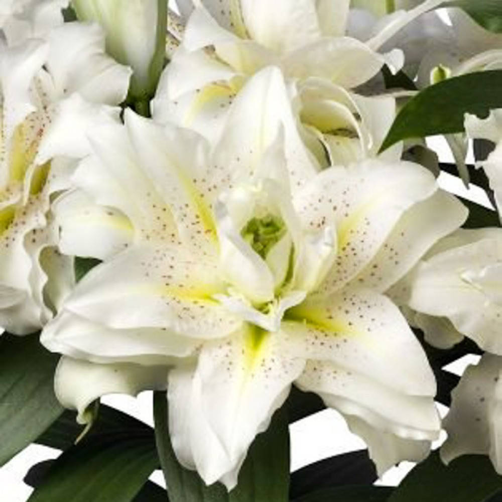

Лилия Roselily sita 12\14