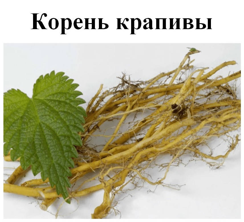 

Корень крапивы, 40 грамм