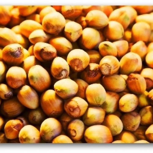 

Фундук кубанский "Адыгейский" (Adyghe) (премиальный, морозостойкий сорт)