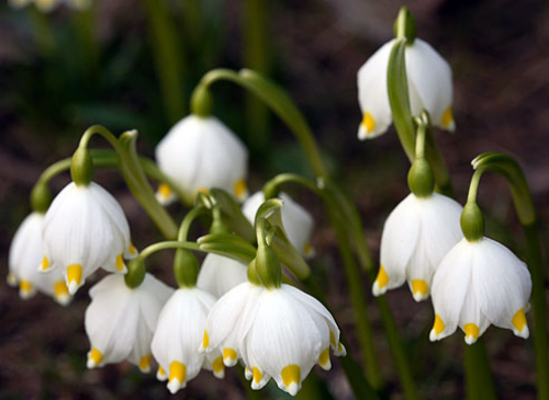 

Подснежник карпатский 30 шт луковицы ( белоцветник весенний ), Алый