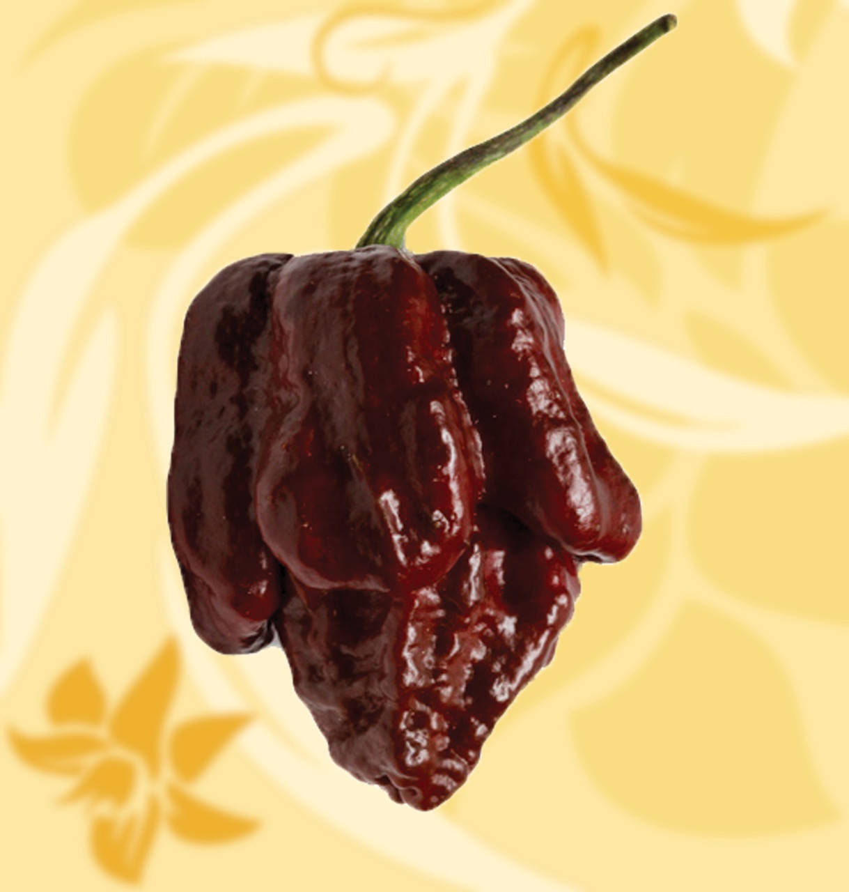 

Перець Суперхот, Trinidad Scorpion Moruga Brown, Moruga Chocolate, Superhot, 10-12г, Україна, Б