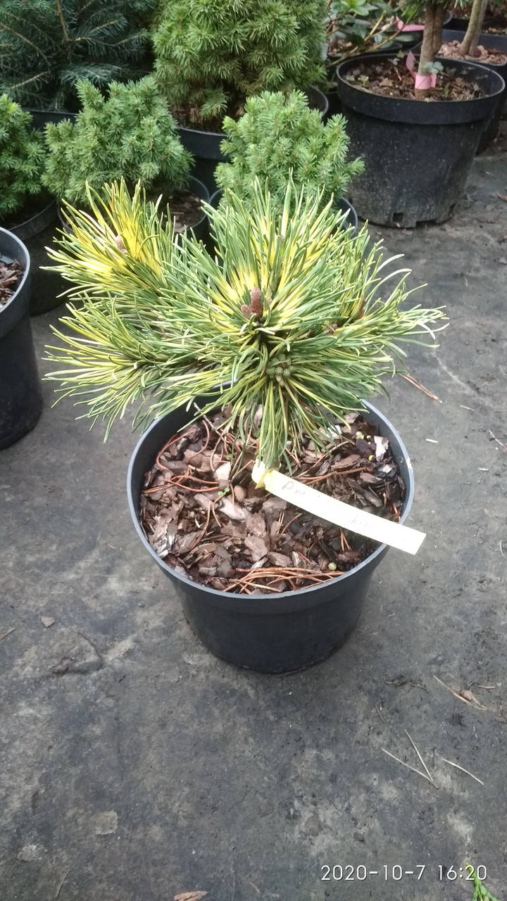 

Сосна горная Саншайн