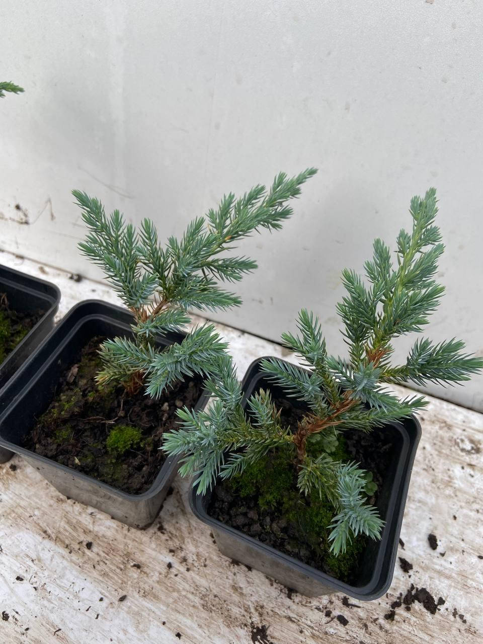 

Можжевельник Чешуйчатый Блю Спайдер (Juniperus squamata Blue Spider) 13 см